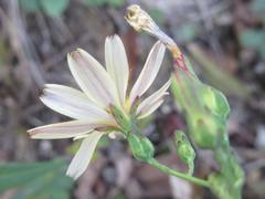 Lactuca raddeana