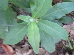 Hieracium umbellatum