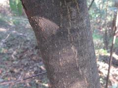 Castanea crenata