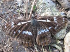 Limenitis helmanni