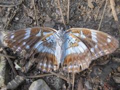 Limenitis helmanni