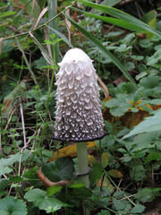 Coprinus comatus