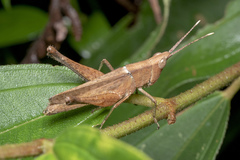 Phlaeoba antennata