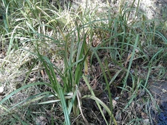 Scirpus sylvaticus