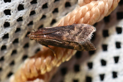 Euzophera fuliginosella