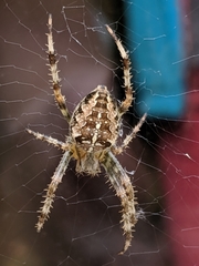 Araneus diadematus