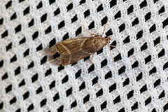 Nyctegretis triangulella