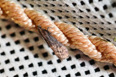 Euzophera fuliginosella