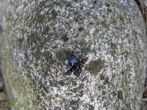 Chrysobothris igniventris