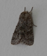 Acronicta euphorbiae