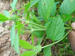 Leucas martinicensis