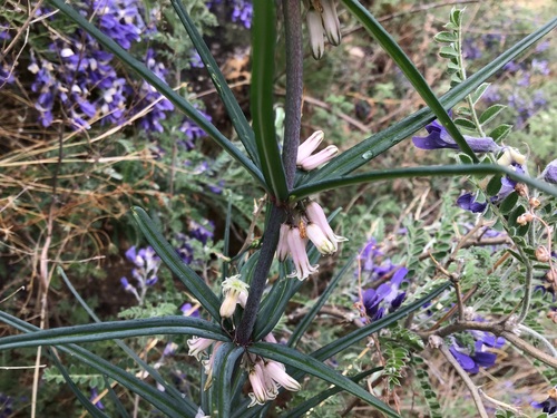 Polygonatum cirrhifolium, 2025-06-07