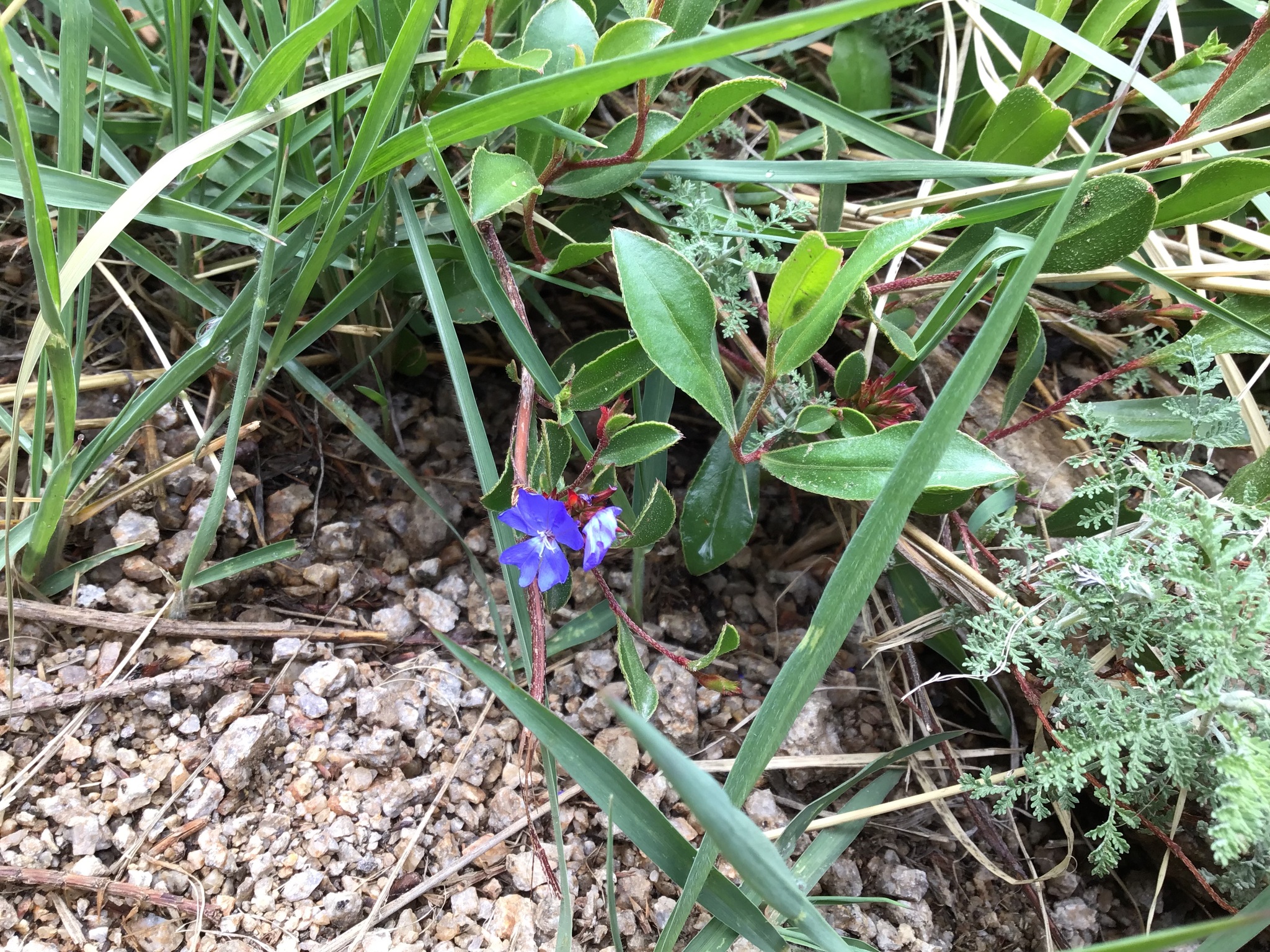 Ceratostigma minus
