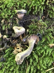 Craterellus cinereus