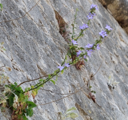 Zvončić (Campanula)