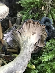 Craterellus cinereus