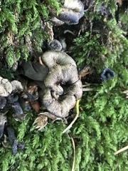 Craterellus cinereus
