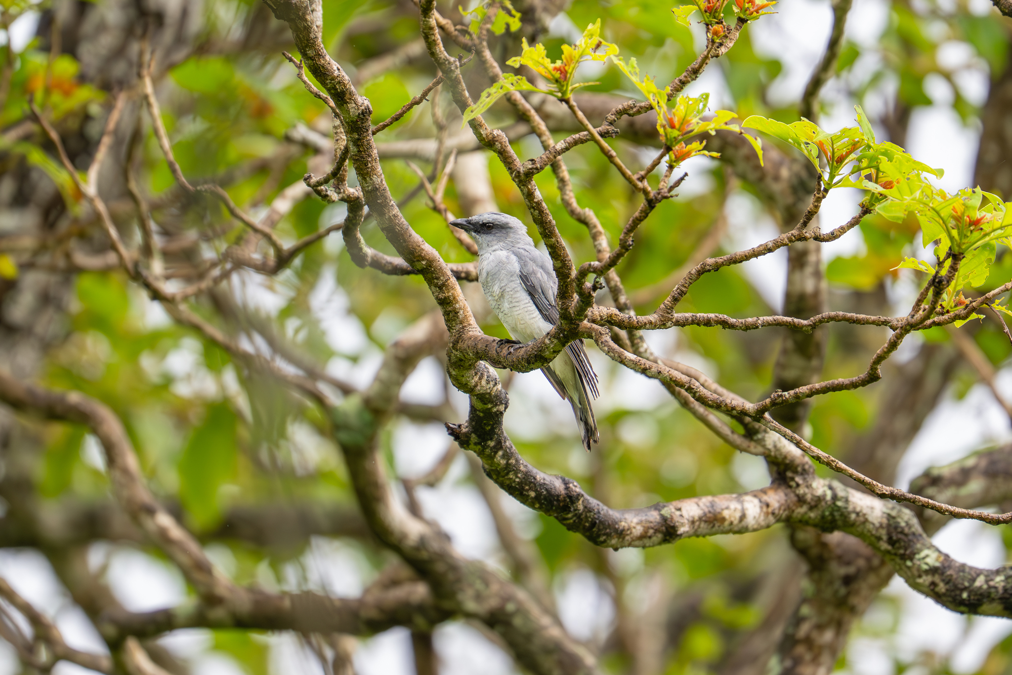 Indian Cuckooshrike