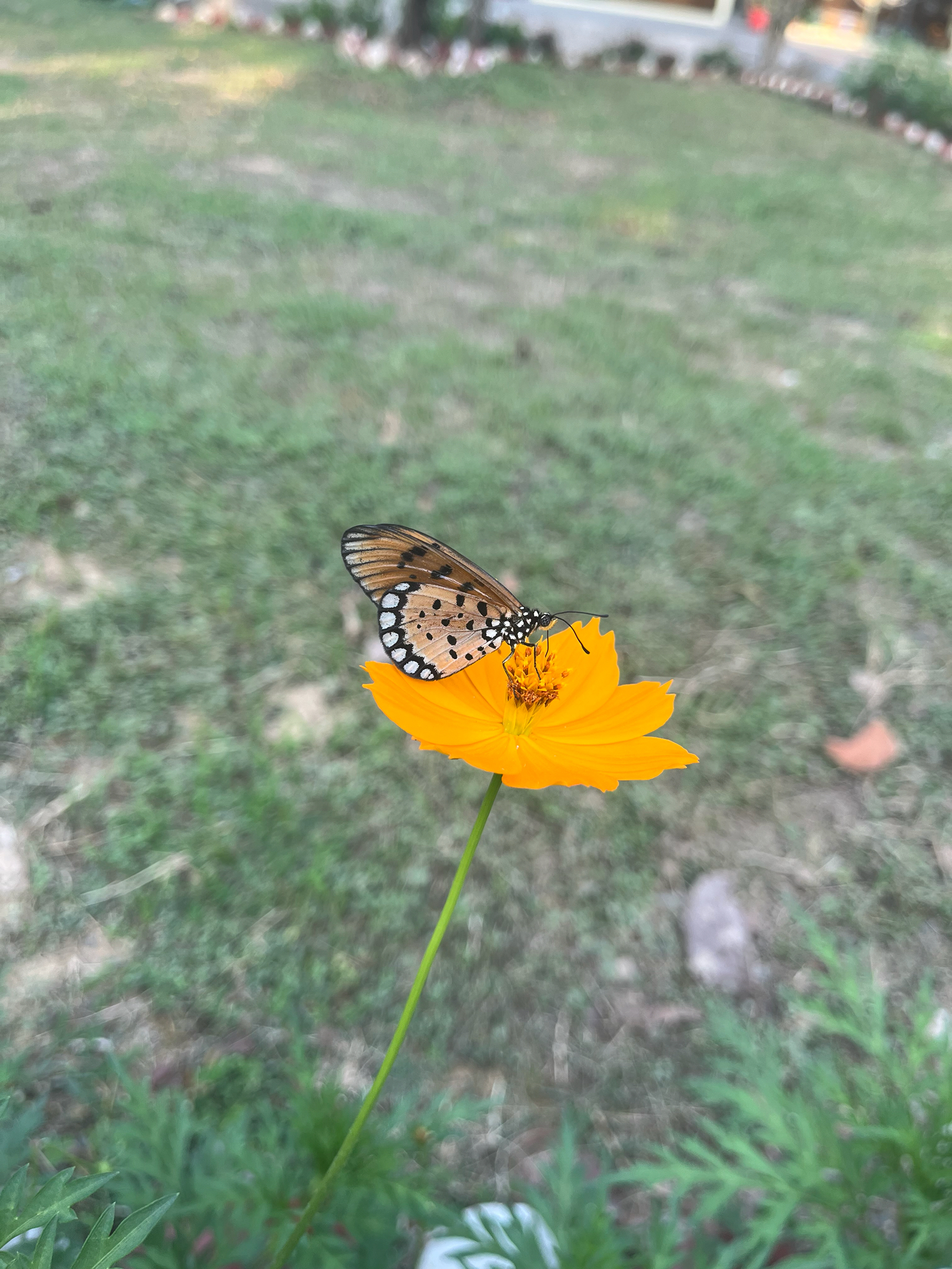 Tawny Coster