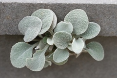 Pentanema verbascifolium