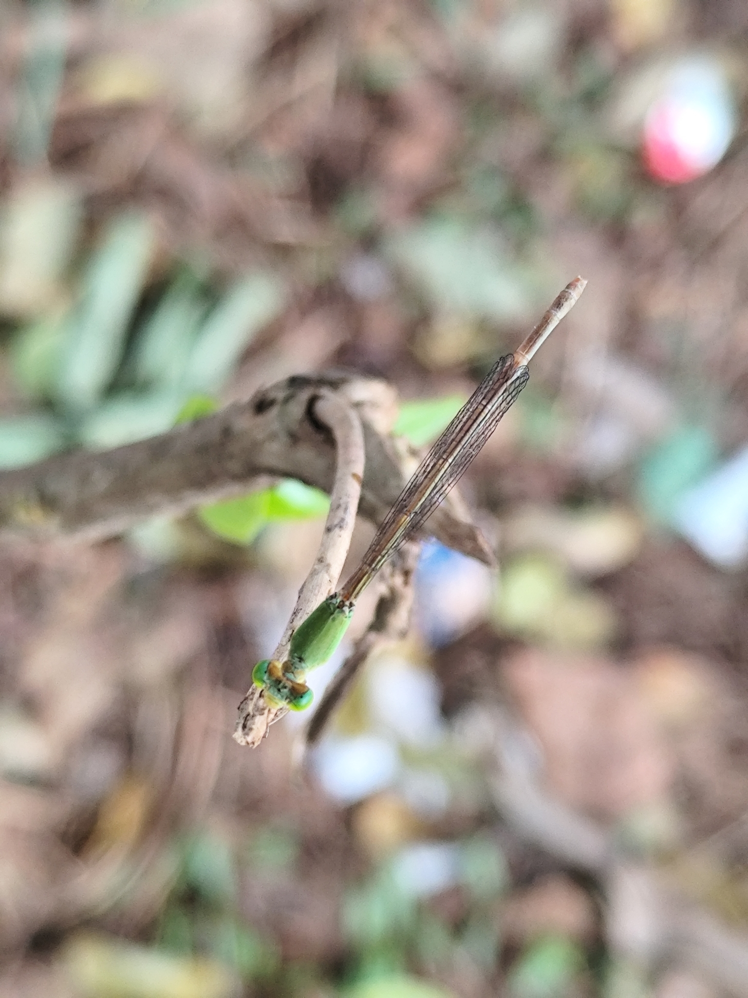 Coromandel Marsh Dart
