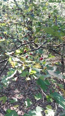 Crataegus monogyna