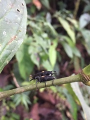 Cactophagus bolivari