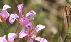 Pelargonium chelidonium