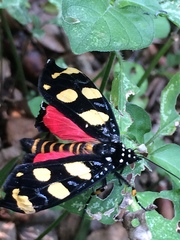 Heraclia africana