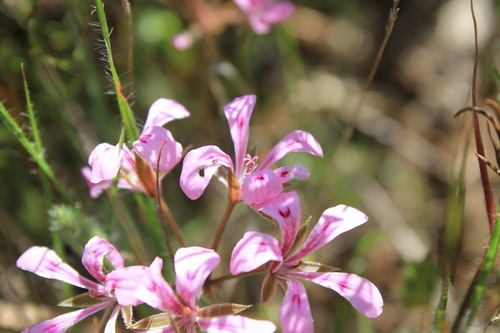 Image of Swallow Storksbill (Pelargonium chelidonium) by (c) Janine Steytler, some rights reserved (CC BY-SA)