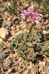 Pelargonium chelidonium