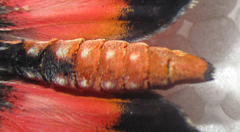Acraea anemosa
