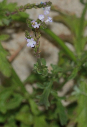 železník lekársky (Verbena officinalis)