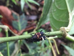 Cactophagus bolivari