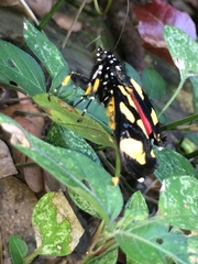 Heraclia africana