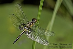 Celithemis martha