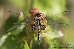 Celithemis martha
