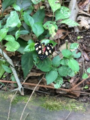 Heraclia africana