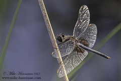 Celithemis martha
