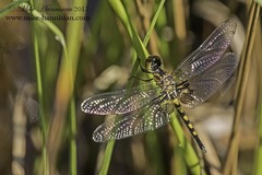 Celithemis martha