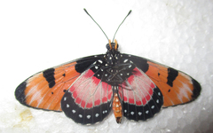 Acraea anemosa