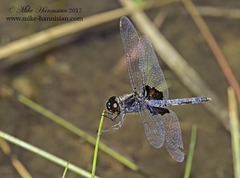 Celithemis martha