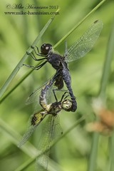 Celithemis martha
