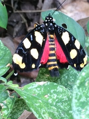 Heraclia africana