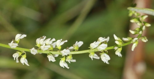 komonica biela (Melilotus albus)