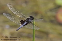 Celithemis martha