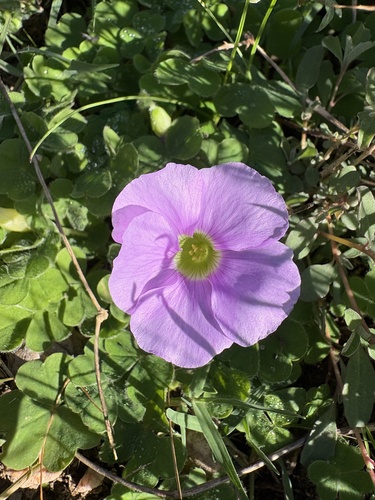 Oxalis zeekoevleyensis, photograph 4
