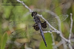 Celithemis martha