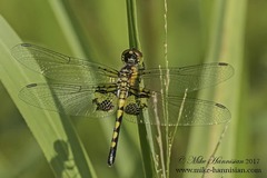 Celithemis martha