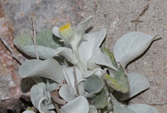 Pentanema verbascifolium